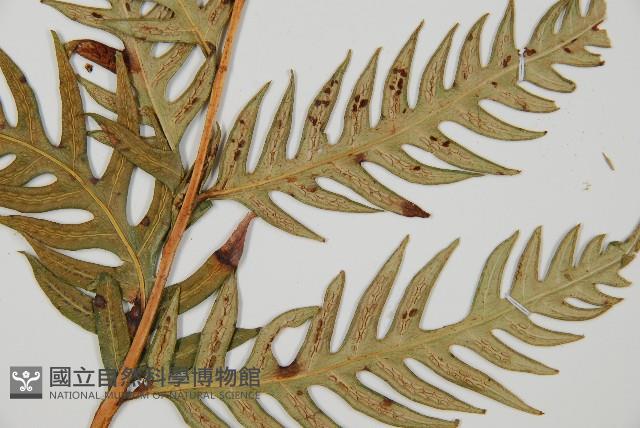 生芽狗脊蕨、頂芽狗脊蕨藏品圖，第5張