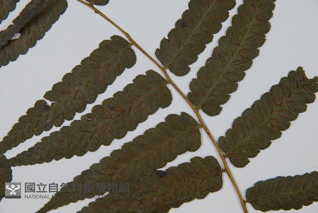 烏來雙蓋蕨藏品圖，第5張