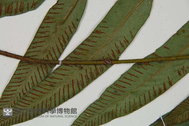 裂葉雙蓋蕨藏品圖，第5張