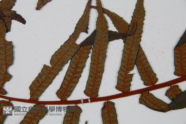 黑桫蕨藏品圖，第5張