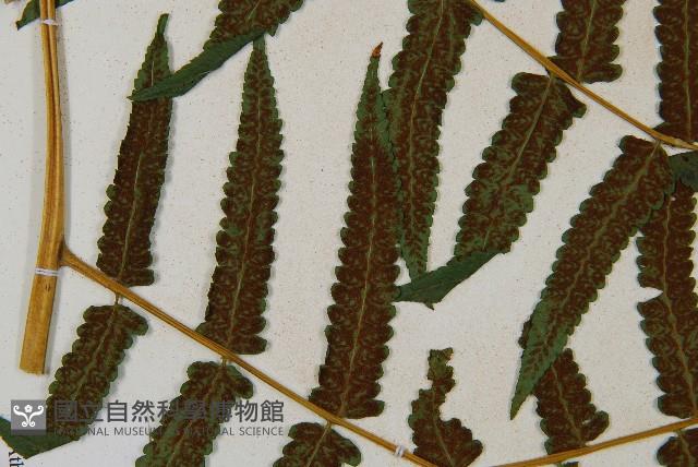 菜蕨藏品圖，第5張