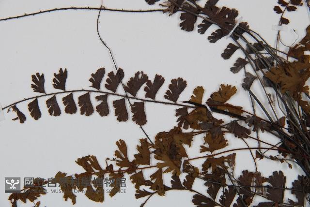 鞭葉鐵線蕨藏品圖，第5張