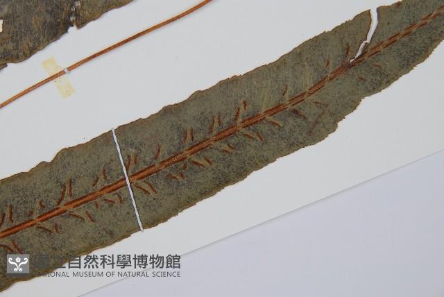 崇澍蕨藏品圖，第5張