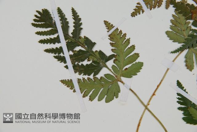 陰石蕨藏品圖，第5張