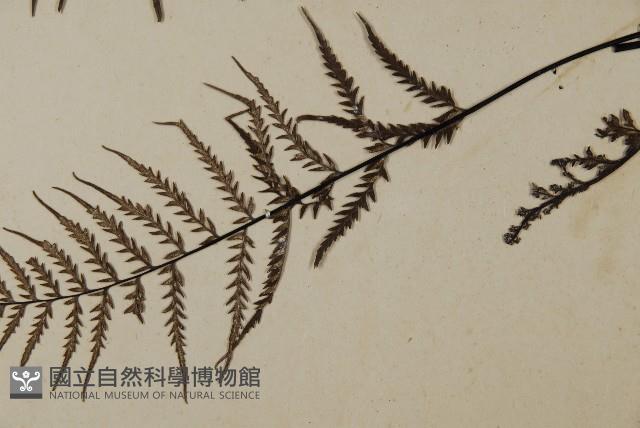 粉葉蕨藏品圖，第5張