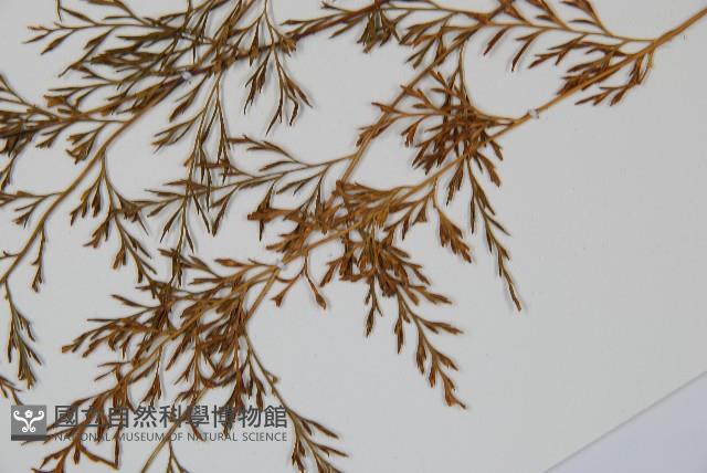 威氏鐵角蕨藏品圖，第5張