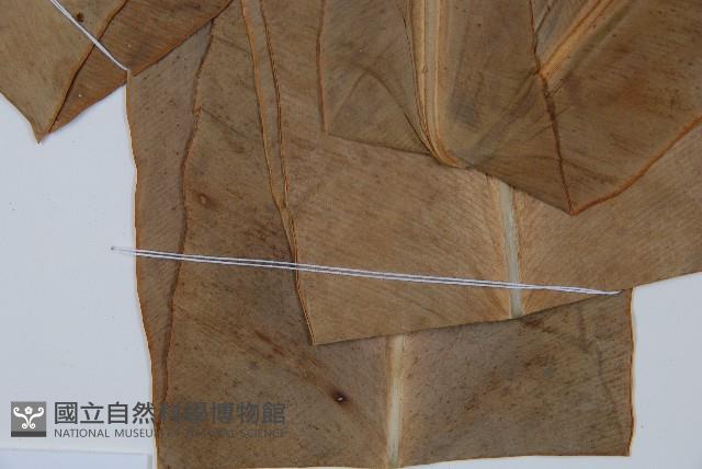 巢蕨藏品圖，第5張