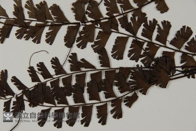 鞭葉鐵線蕨藏品圖，第5張