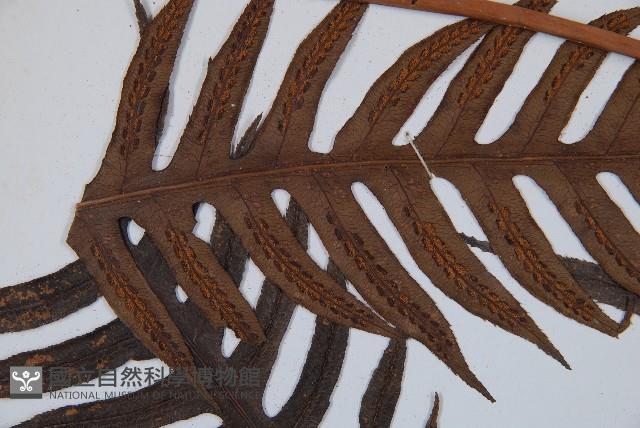 臺灣狗脊蕨藏品圖，第5張