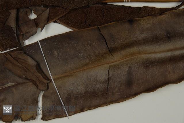 鹵蕨藏品圖，第5張