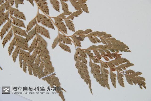 華中夏葉耳蕨藏品圖，第5張