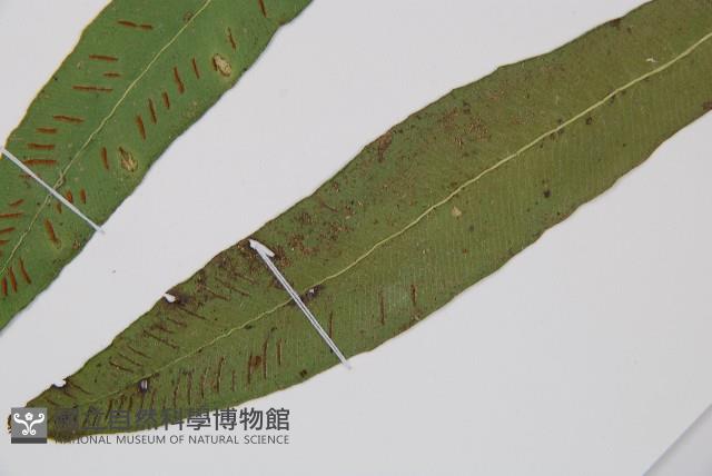 單葉雙蓋蕨藏品圖，第5張