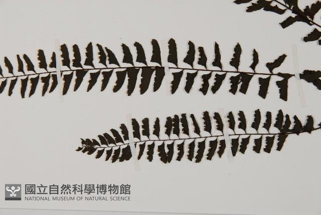 鞭葉鐵線蕨藏品圖，第5張