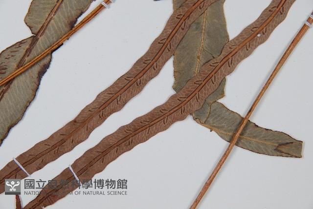 崇澍蕨藏品圖，第5張