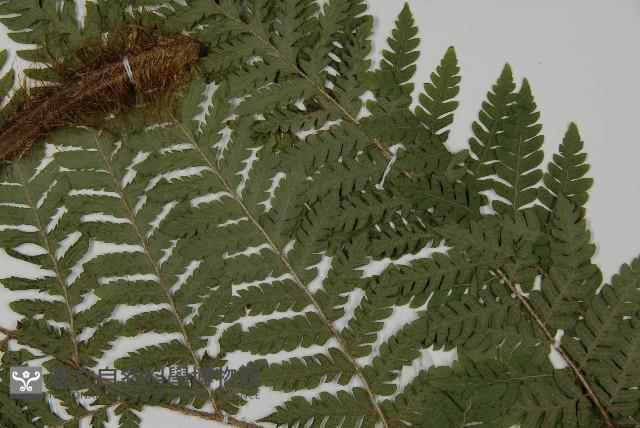 肋毛蕨藏品圖，第5張