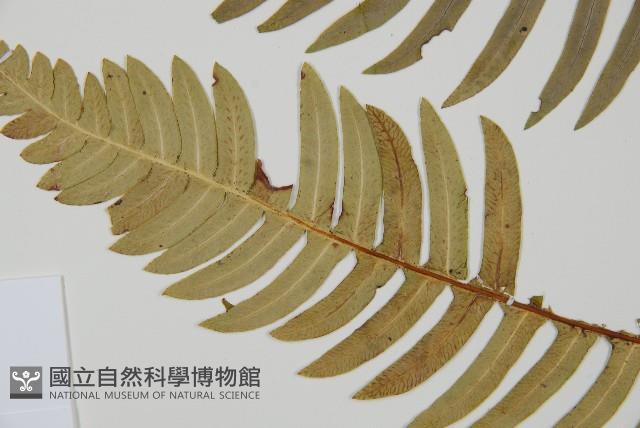 雉尾烏毛蕨藏品圖，第5張