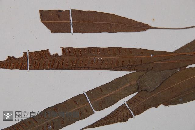 單葉雙蓋蕨藏品圖，第5張