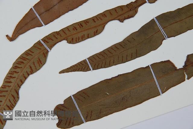 單葉雙蓋蕨藏品圖，第5張