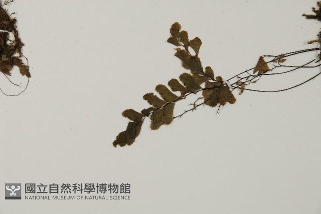 長尾鐵線蕨藏品圖，第5張