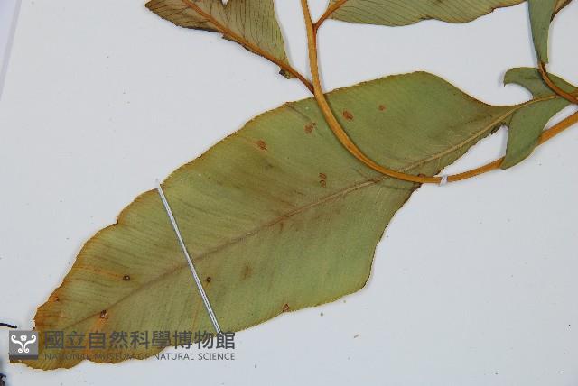 細柄雙蓋蕨藏品圖，第5張