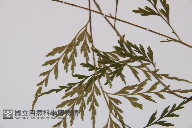 威氏鐵角蕨藏品圖，第2張
