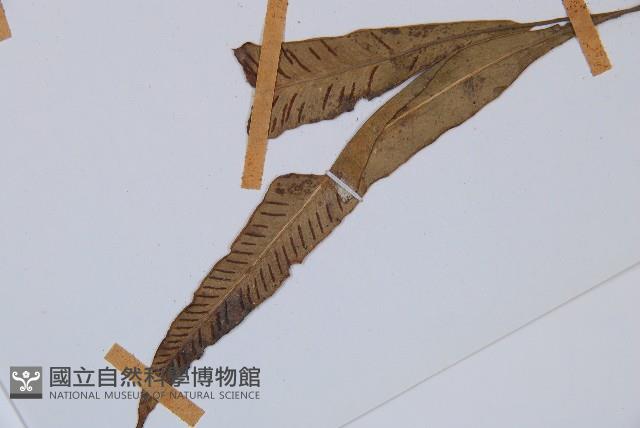 單葉雙蓋蕨藏品圖，第5張