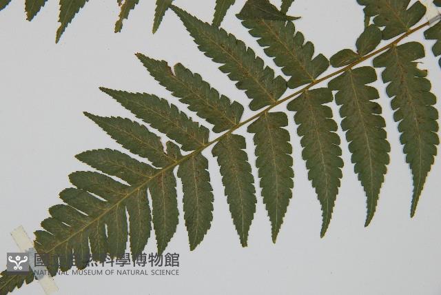 德氏雙蓋蕨藏品圖，第5張