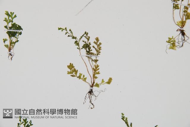 台灣桫欏藏品圖，第4張