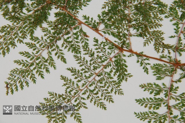 台灣小膜蓋蕨藏品圖，第4張
