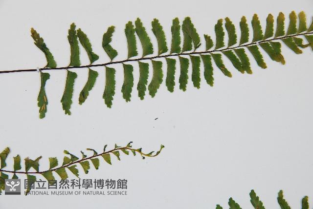 單邊鐵角蕨藏品圖，第4張
