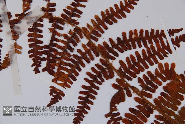 巒大蕨藏品圖，第5張