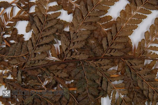 Accession Number:P001420 Collection Image, Figure 5, Total 5 Figures