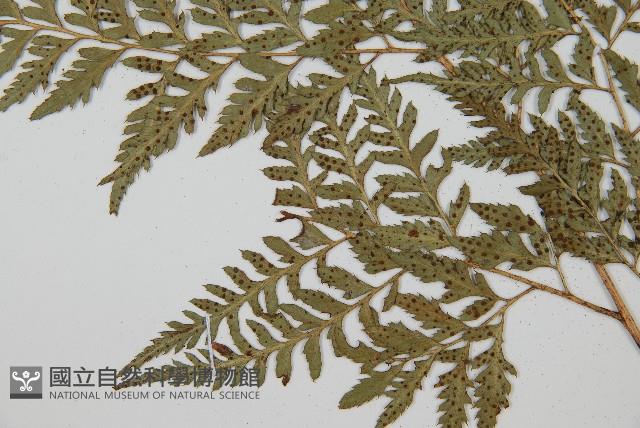 小葉複葉耳蕨藏品圖，第5張