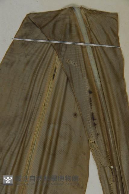 臺灣山蘇花藏品圖，第5張