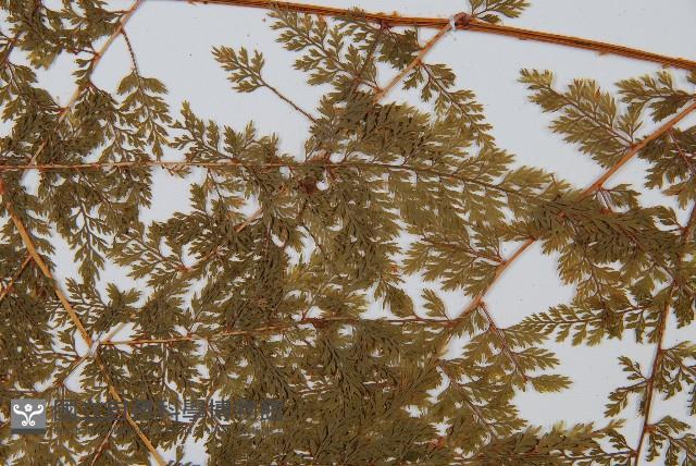 台灣小膜蓋蕨藏品圖，第4張