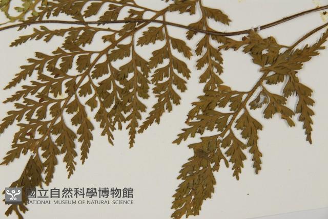 骨碎補鐵角蕨藏品圖，第5張