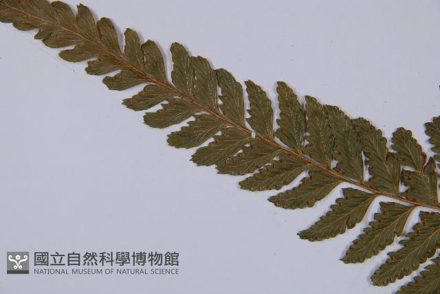 邊緣鱗蓋蕨藏品圖，第5張