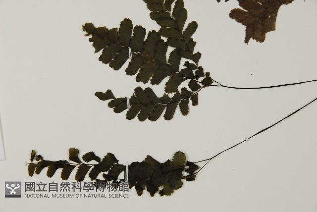 長尾鐵線蕨藏品圖，第5張