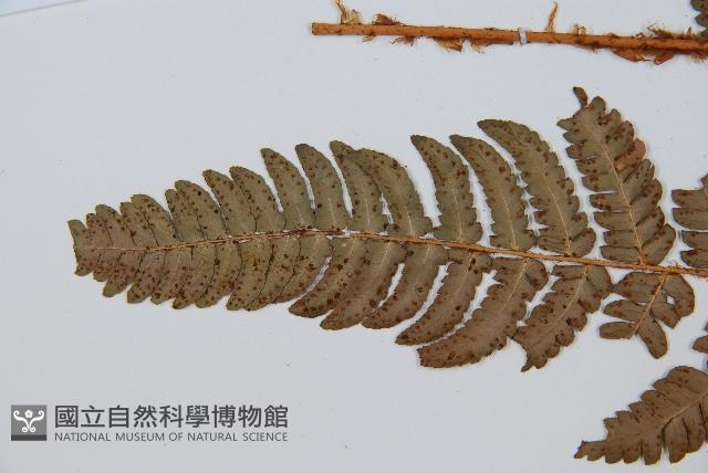 闊鱗鱗毛蕨藏品圖，第5張