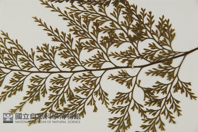 骨碎補鐵角蕨藏品圖，第5張