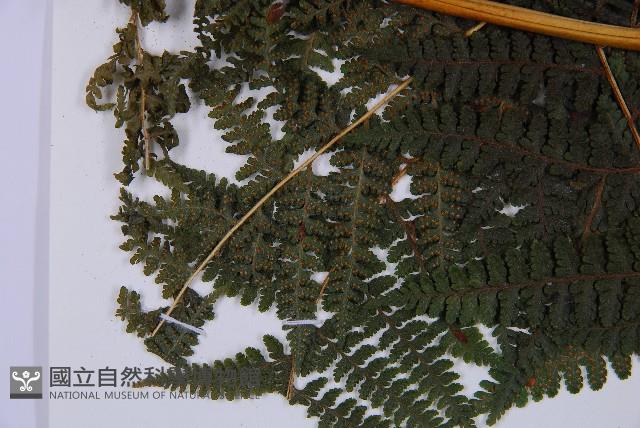 司氏碗蕨藏品圖，第5張