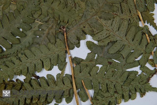 擬德氏雙蓋蕨藏品圖，第5張