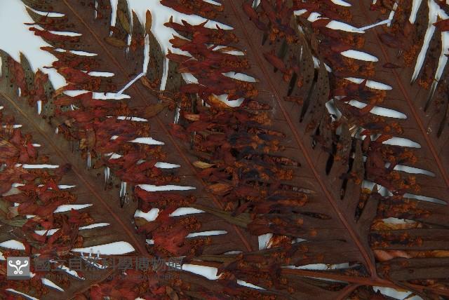 臺灣狗脊蕨藏品圖，第4張