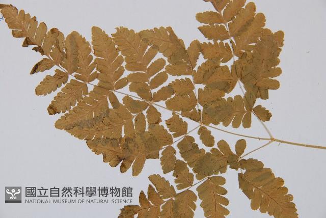 細裂羽節蕨藏品圖，第5張