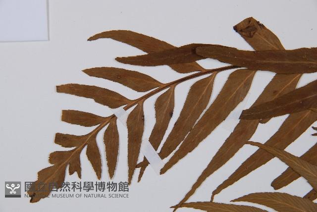 萊氏鐵角蕨藏品圖，第5張