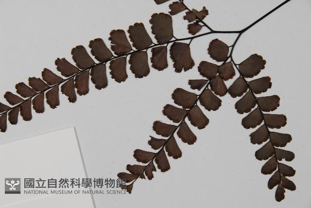 扇葉鐵線蕨藏品圖，第4張