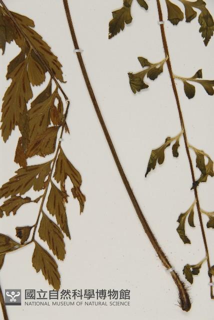 裂葉鐵角蕨藏品圖，第5張