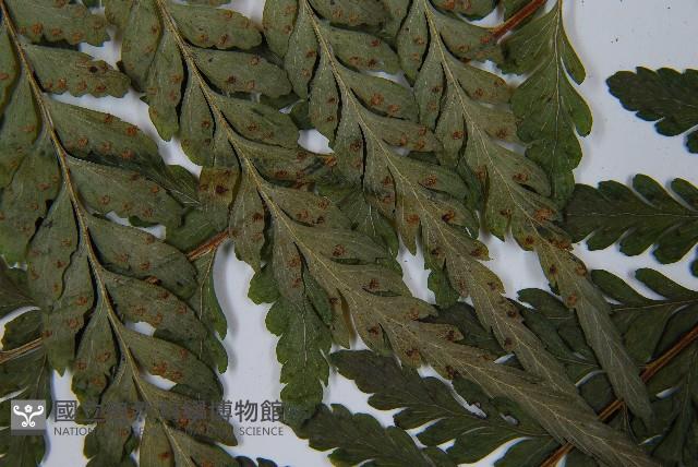 Accession Number:P005700 Collection Image, Figure 5, Total 5 Figures