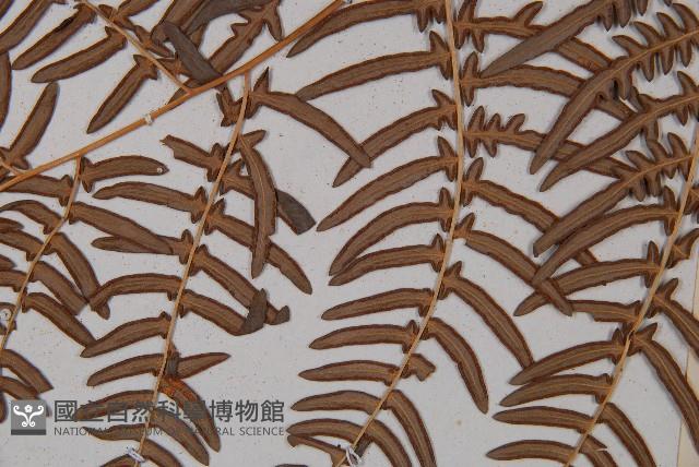 蕨藏品圖，第8張