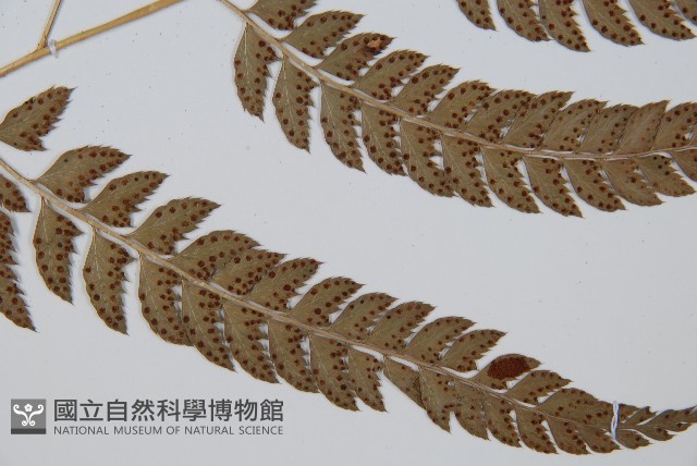 斜方複葉耳蕨藏品圖，第4張